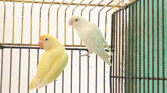 LOVEBIRD BREEDER PAIRS