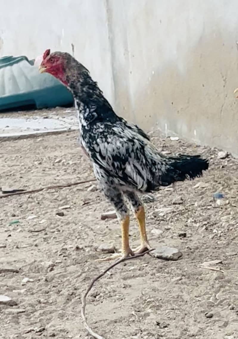java phatta 0