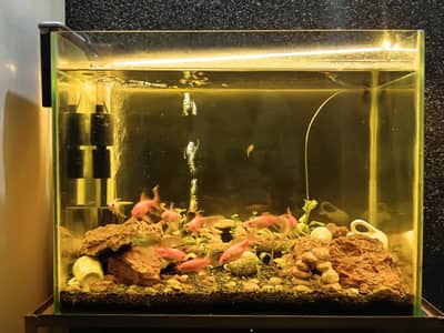 Full fishtank setup with live plants