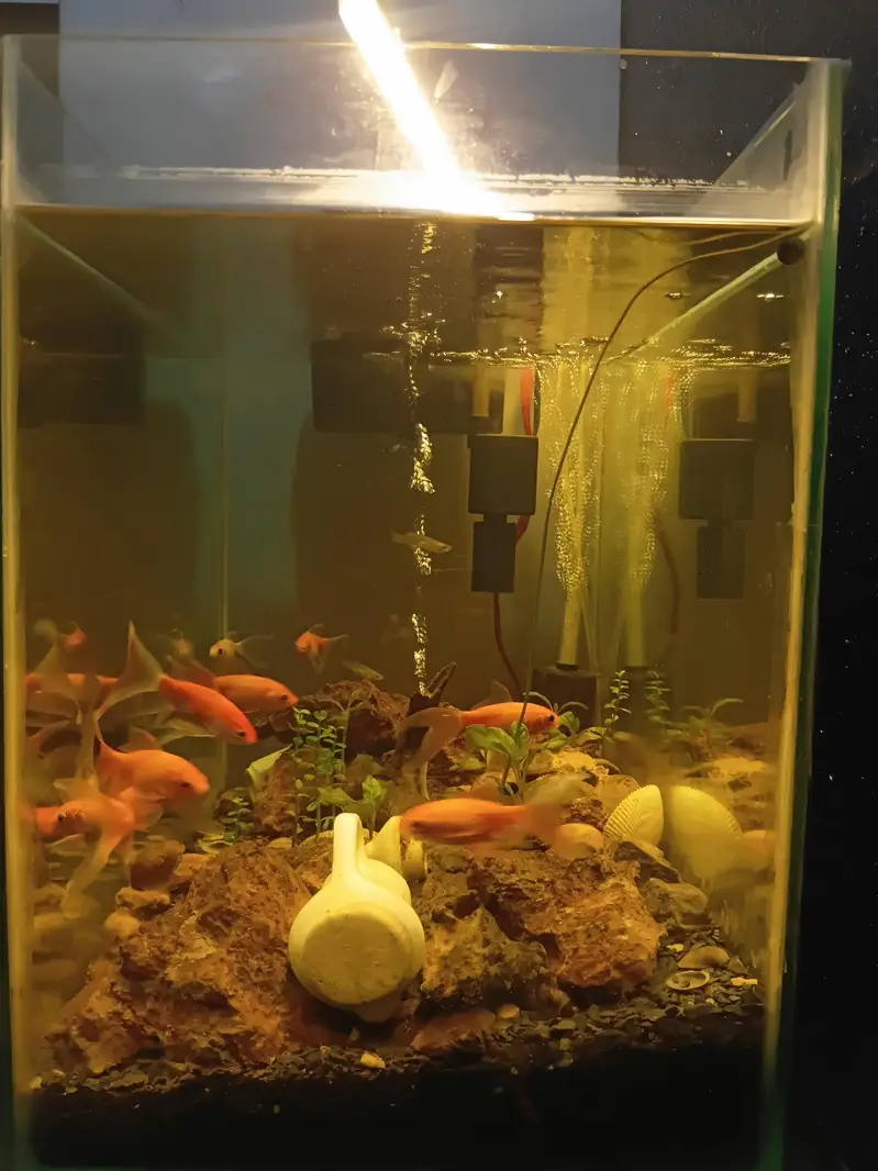 Full fishtank setup with live plants — photo 2