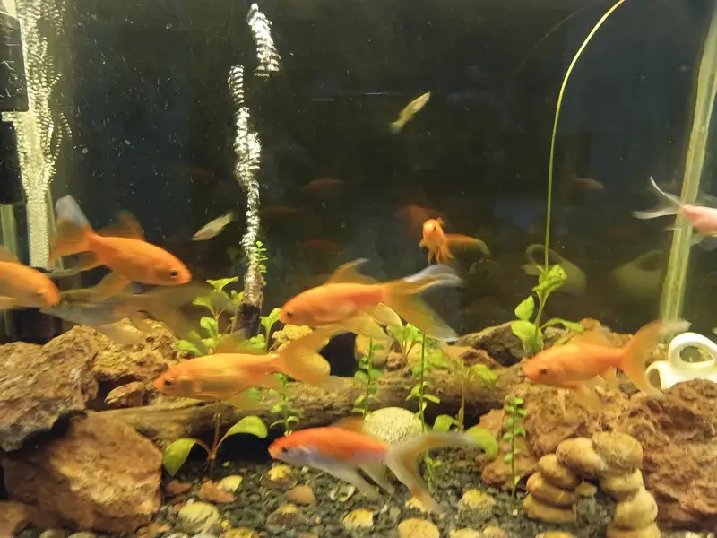 Full fishtank setup with live plants — photo 3