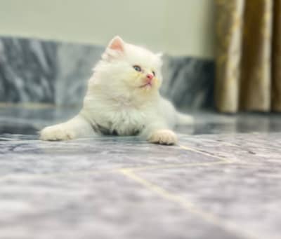 Persian triple coated kittens