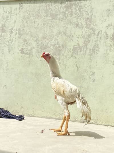 urgert sale