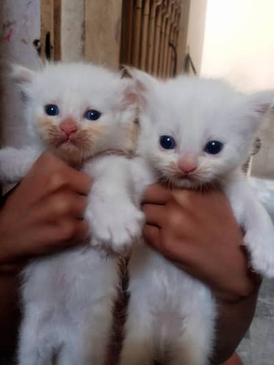 punch face 3rple Cote kitten