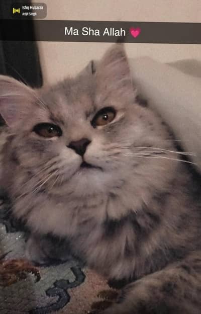 female cat on heat