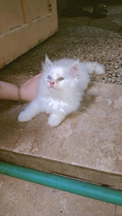 Persian female cat