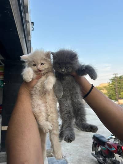 pair for sale