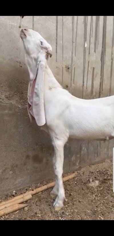 Gulabi Jori for Sale