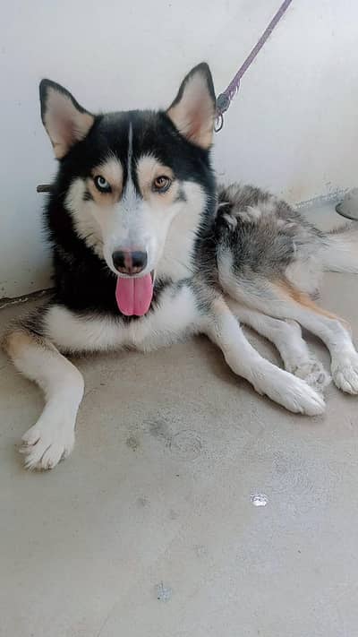 Husky Male Dog