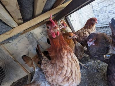 golden misri egg lying hens for sale