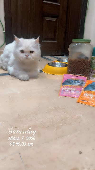 Beautiful Persian Cat for Sale 