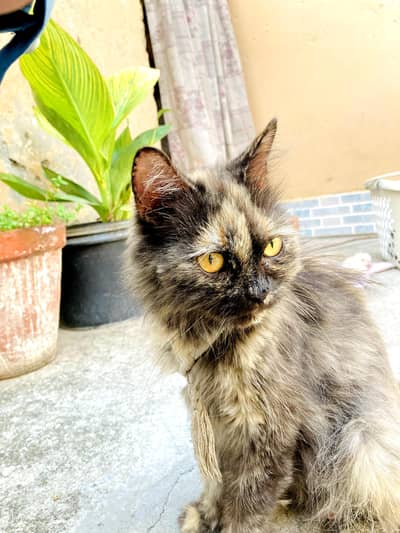 Persian Cat Treeple coat
