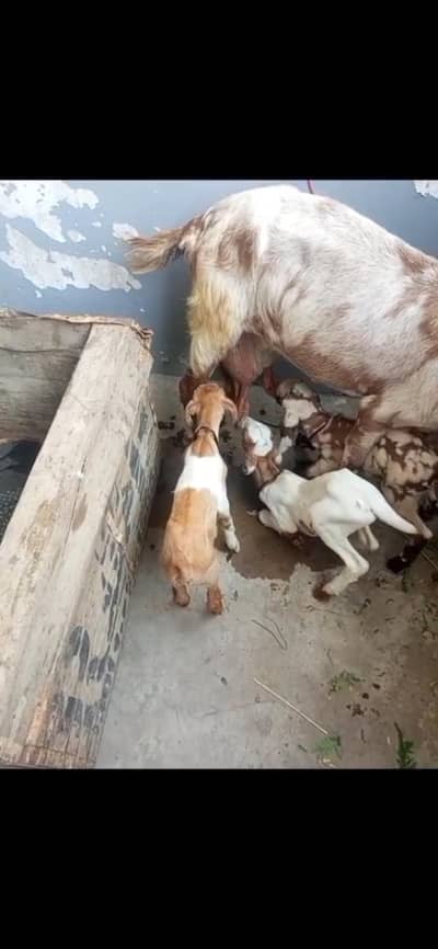 teddy tapri bakri for sale 3 female kids