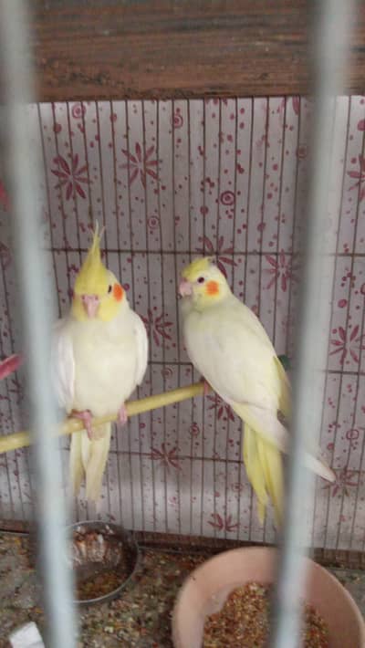 Red Eyes cream cocktail pair