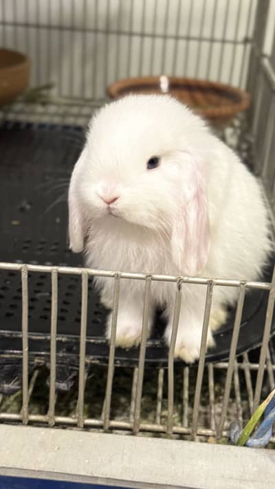 Holland Lop bunnies