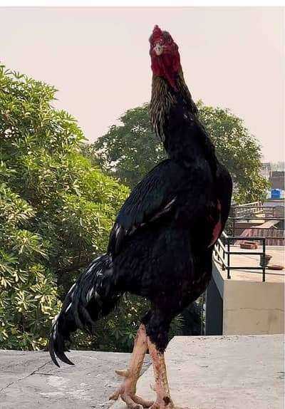 Aseel kala murga