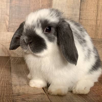 Extreme punch Holland lop bunnies