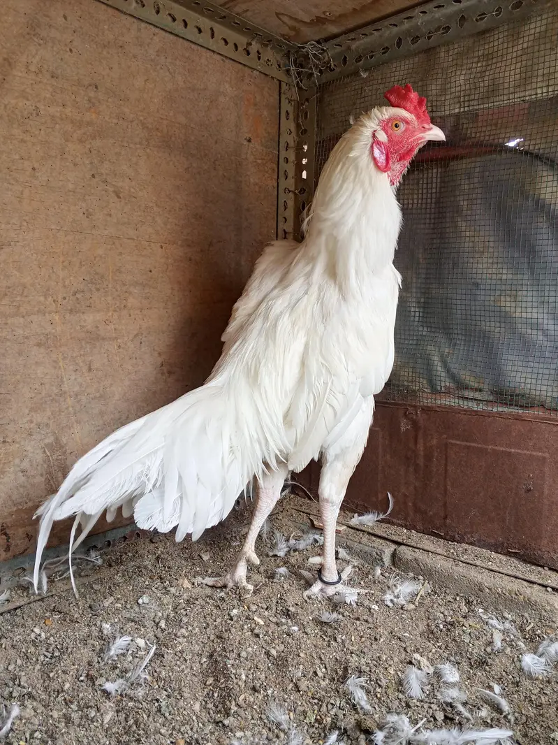 Aseel Hira Murga — photo 5
