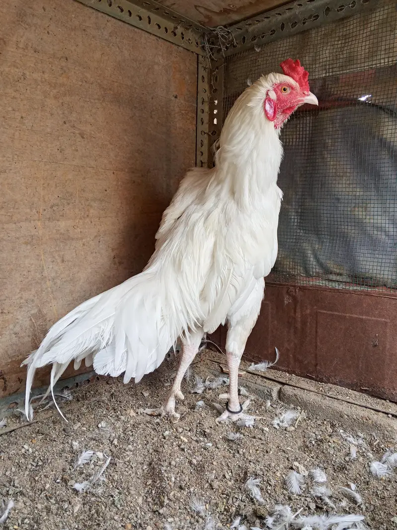 Aseel Hira Murga — photo 6