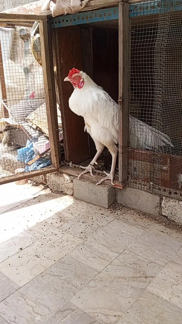 Aseel Hira Murga — photo 11