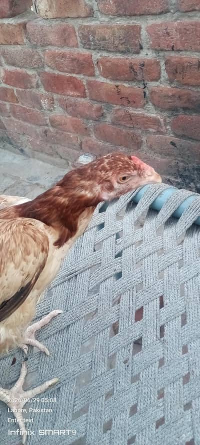 amroha pathi for sale ha