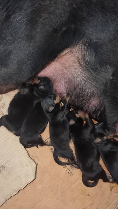 Rottweiler Puppies Male Female 03011665014