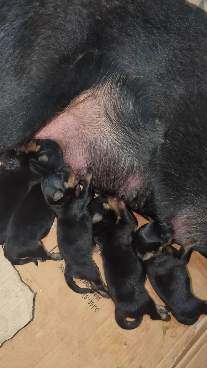 Rottweiler Puppies Male Female 03011665014 — photo 2