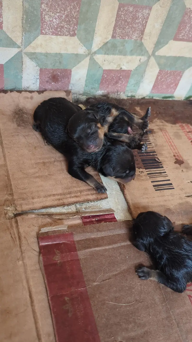 Rottweiler Puppies Male Female 03011665014 — photo 3
