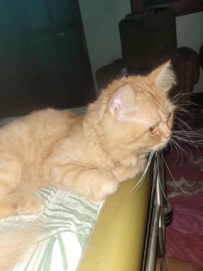 Cat Puch face