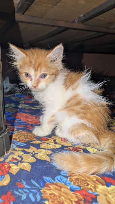 Persian kitten