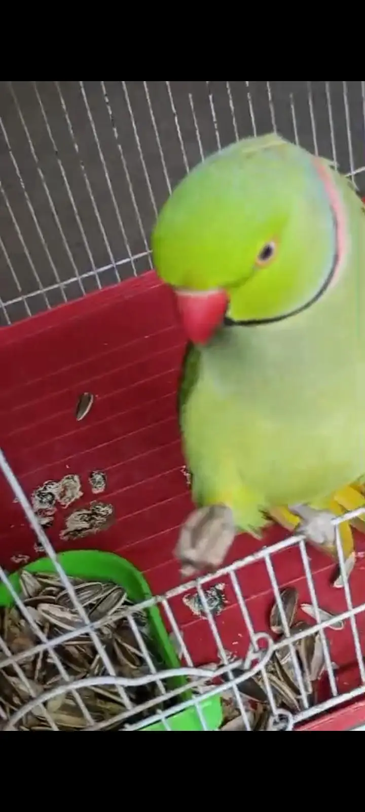 raw parrot Pahari( kashmiri Alexander) hand tame and talking — photo 8