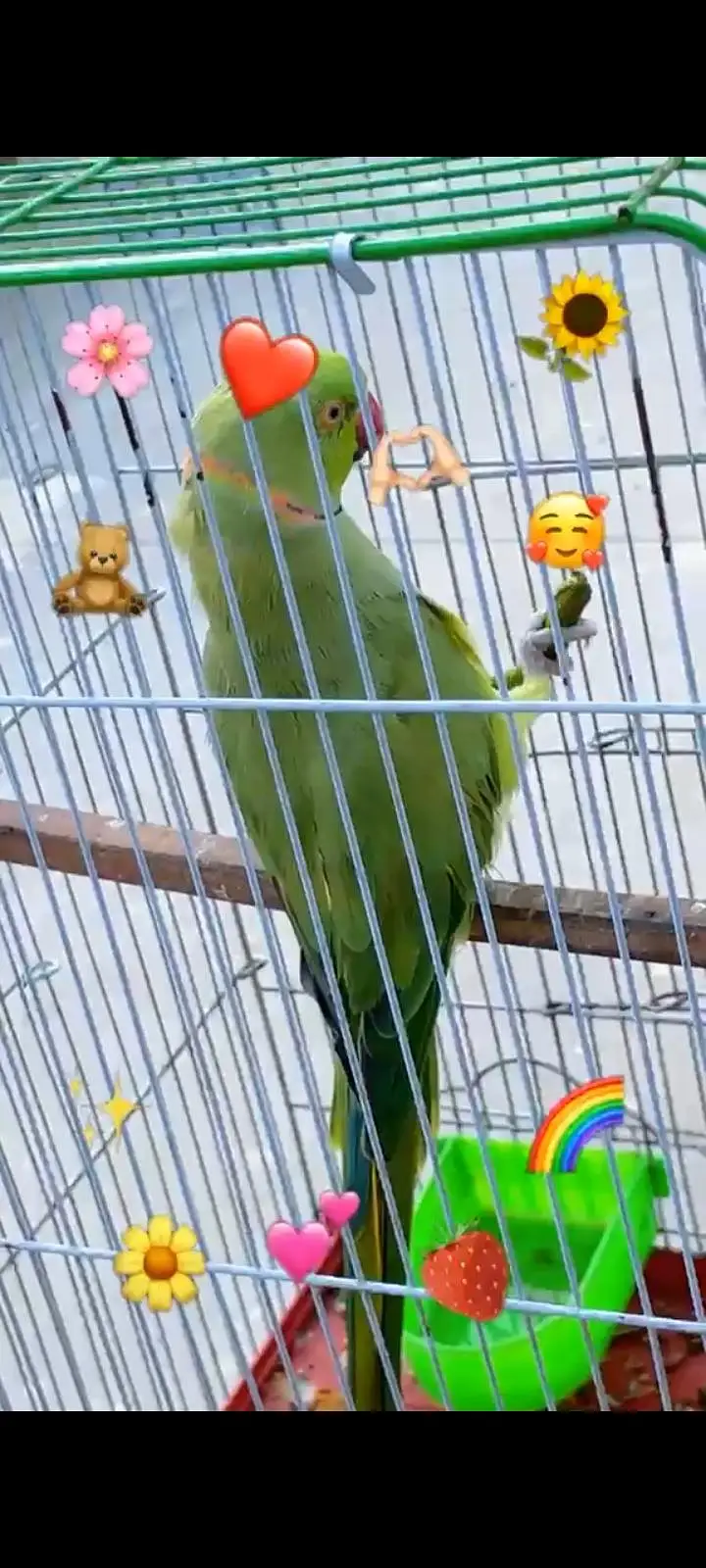 raw parrot Pahari( kashmiri Alexander) hand tame and talking — photo 9
