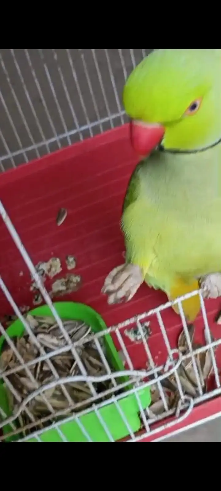 raw parrot Pahari( kashmiri Alexander) hand tame and talking — photo 10