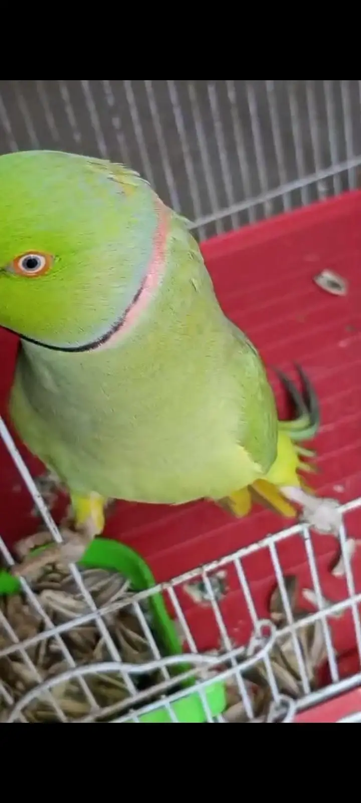 raw parrot Pahari( kashmiri Alexander) hand tame and talking — photo 11