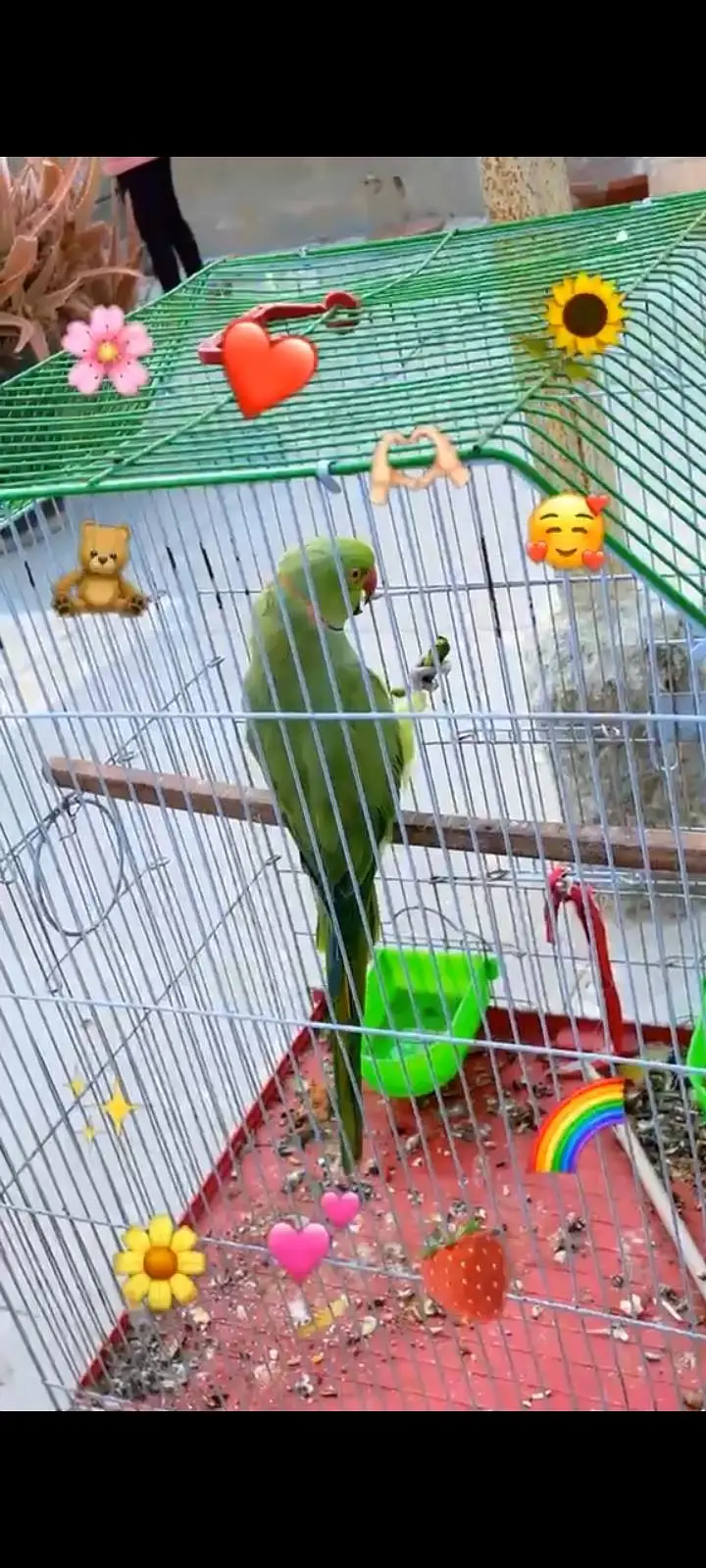 raw parrot Pahari( kashmiri Alexander) hand tame and talking — photo 12