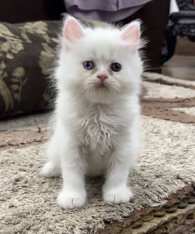 Persian punch face kittens for sale
