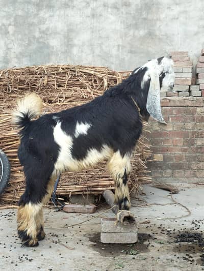 bakra