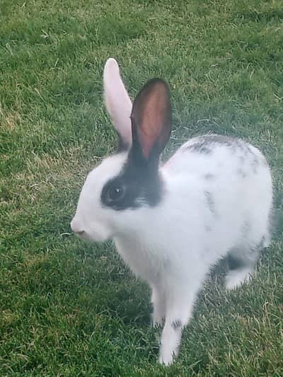 rabbit