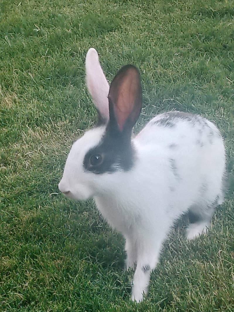 rabbit 0