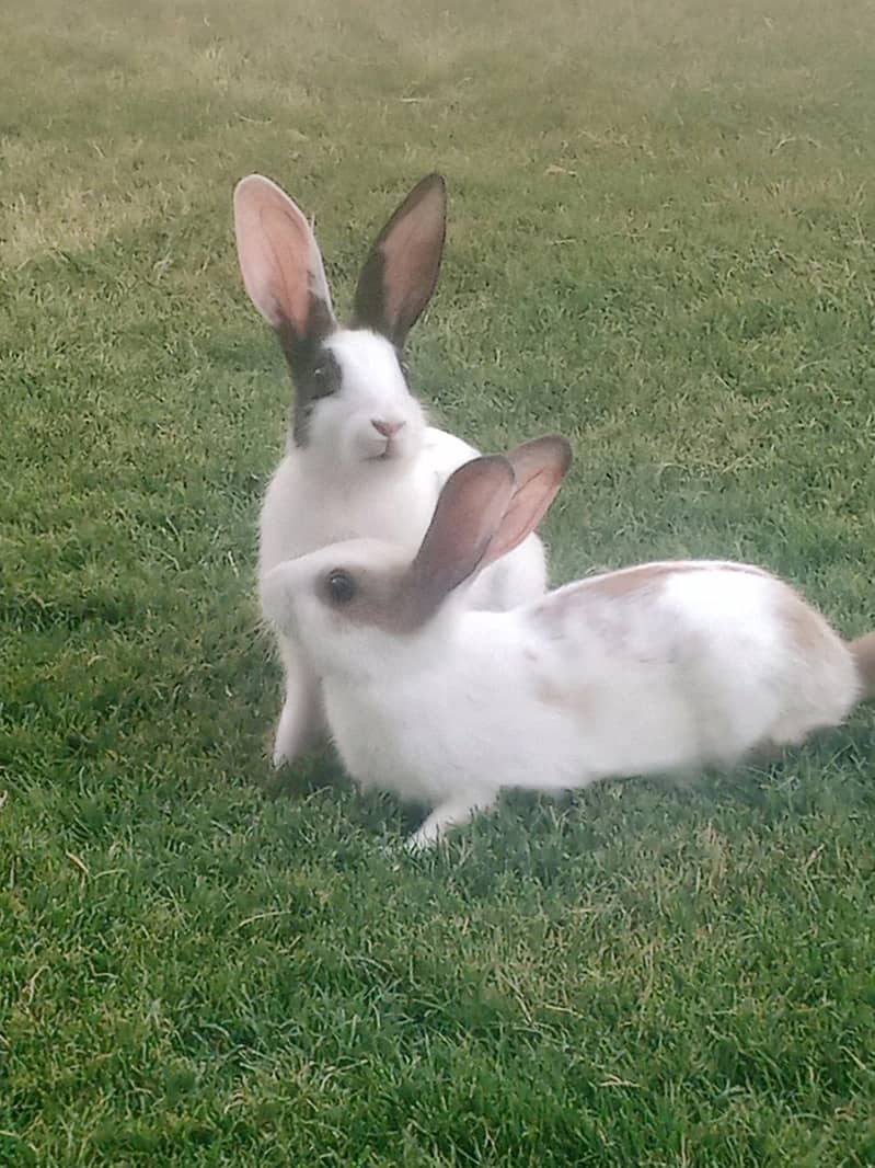 rabbit 1