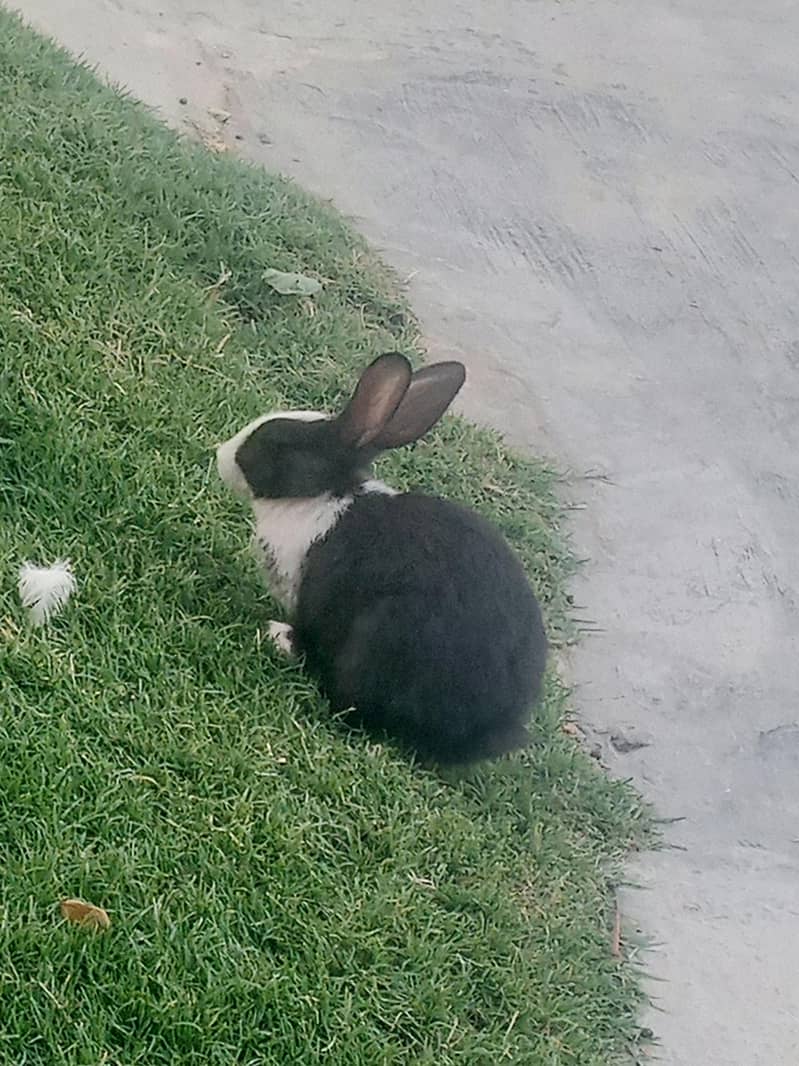rabbit 2