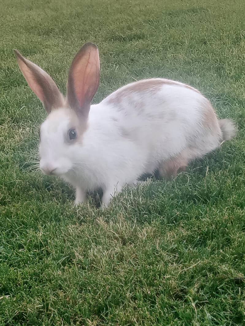 rabbit 3
