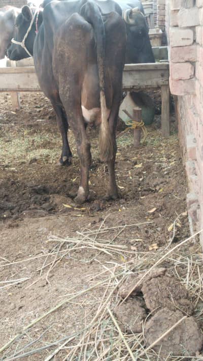 cow tyre hai 8 day tk bacha Dy gi