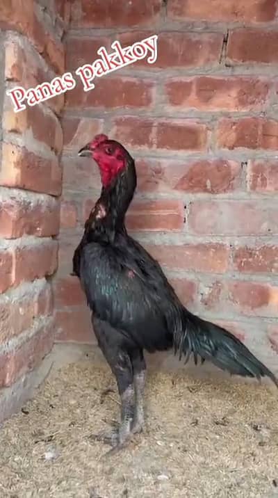 Top quality panas pakkoy patha  or chick's BH available ha