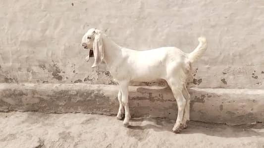 desi Bakra for sale 03481743426
