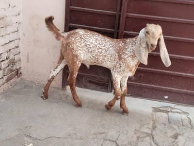 desi Bakra for Sale Call 03481743426