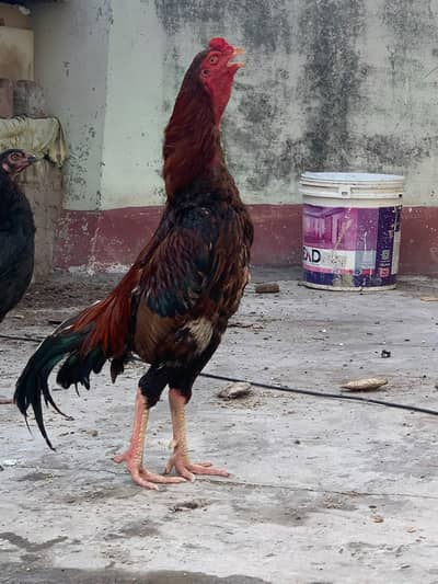 mianwali red line aseel chicks for sell read add first