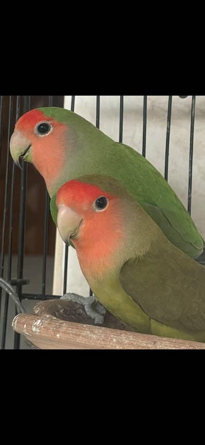 lovebird & Fisher healthy and active home breed