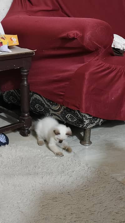 Siamese  kitten