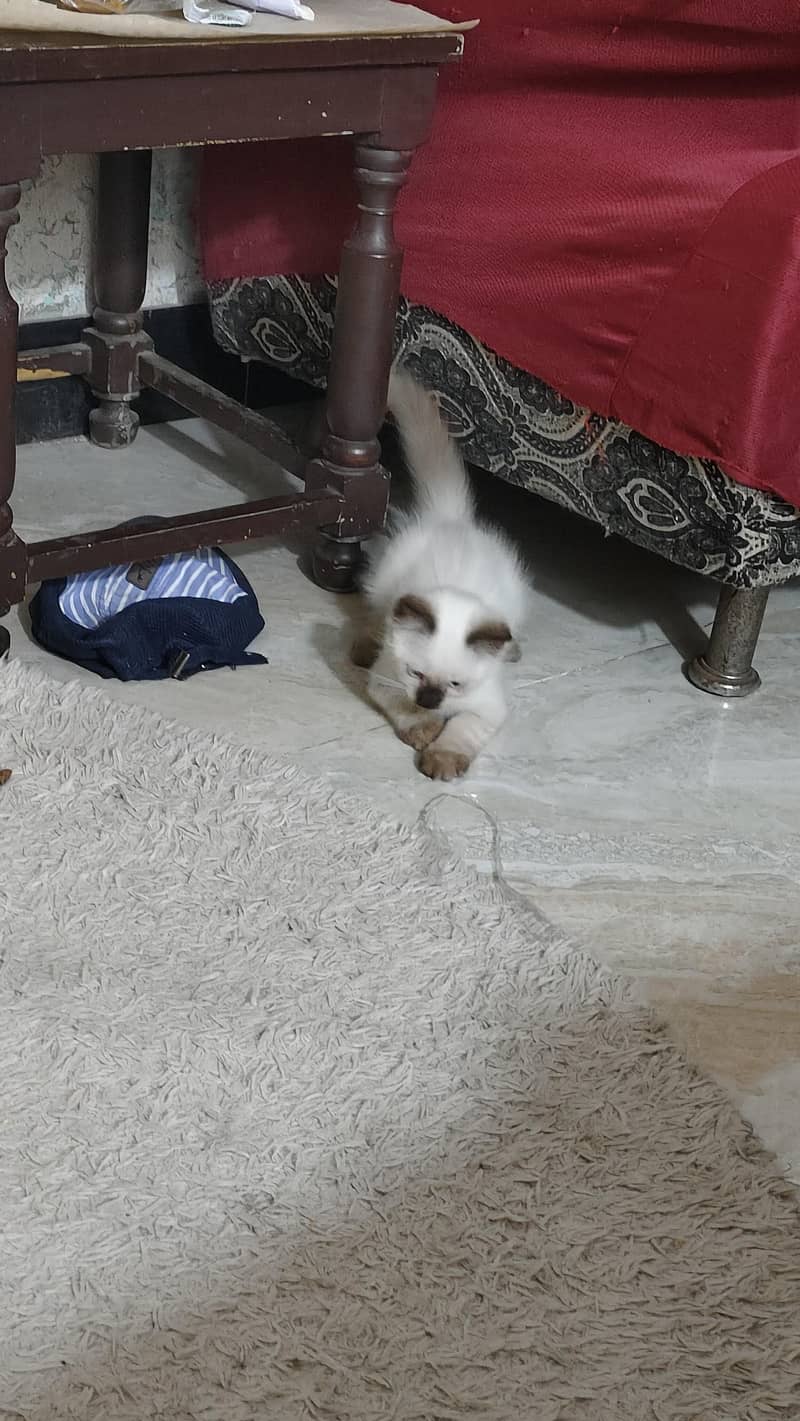 Siamese  kitten 1